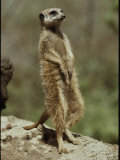 A Captive Meerkat Stands Tall as It Keeps Watch for Danger Photographie par Jason Edwards