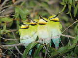 A Group of Rainbow Bee-Eaters Sleeping Huddled Together Photographie par Jason Edwards