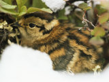 A Willow Ptarmigan Chick, Lagopus Lagopus, Nestled in Vegetation Photographic Print