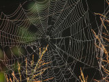 An Orb Weaving Spiders Web Among Weeds Photographic Print