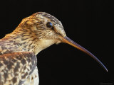 A Close View of an Extinct Eskimo Curlew in an Exhibit Photographic Print