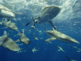 Gray Reef and Other Sharks Rip Through Bikini Lagoon, Marshall Islands, Micronesia Photographic Print