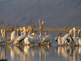 Pelicans in Lake Gummare Near Lake Abbe Photographic Print