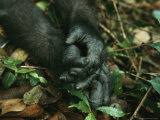 Close View of a Gorillas Hands Lámina fotográfica