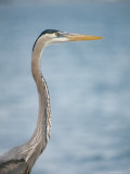 Detail of the Head and Neck of a Great Blue Heron Photographic Print