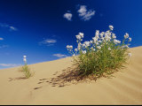 Hearty Wild Stock Wildflowers Growing on a Sand Dune Photographie