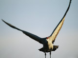 A Sandhill Crane in Flight Photographic Print