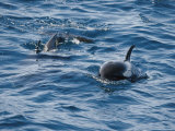 A Pair of Killer Whales Swimming Near the Continental Shelf Photographic Print