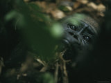 A Juvenile Gorilla in a Wooded Setting Lámina fotográfica