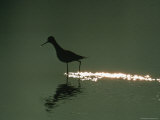 A Silhouetted Avocet Wading in Water at Twilight Photographie
