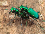 Six-Spotted Green Tiger Beetle, Cincindela Formosa, in Embrace Photographic Print