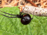 A Female Black Widow Spider, Latrodectus Mactans, on a Twig Lámina fotográfica A Female Black Widow Spider, Latrodectus Mactans, on a Twig Lámina fotográfica