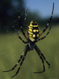 An Argiope Species Orb Weaving Spider in Its Web in a Salt Marsh Lámina fotográfica An Argiope Species Orb Weaving Spider in Its Web in a Salt Marsh Lámina fotográfica