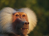 A Portrait of a Gelada Baboon Photographic Print