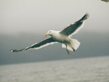 A Dominican Gull, Larus Dominicanus, in Flight on an Overcast Day Photographic Print by Bill Curtsinger