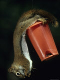 Squirrel Hangs Upside Down from a Feeder Photographic Print by George F. Herben