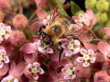 A Golden Northern Bumble Bee, Bombus Fervidus, Feeding on Milkweed Photographic Print