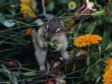 Golden-Mantled Ground Squirrel Among Flowers Photographic Print