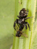 A Daring Jumping Spider, Phidippus Species, Feeding on a Digger Bee Lámina fotográfica A Daring Jumping Spider, Phidippus Species, Feeding on a Digger Bee Lámina fotográfica