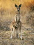 An Eastern Gray Kangaroo with a Joey in Her Pouch Lámina fotográfica An Eastern Gray Kangaroo with a Joey in Her Pouch Lámina fotográfica