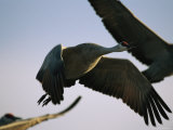 Migrating Sandhill Cranes Use the Platte River as a Stopping Point Photographic Print