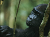 Portrait of a Juvenile Gorilla Lámina fotográfica