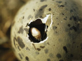 A Dominican Gull, Larus Dominicanus, Hatching from an Egg Photographic Print