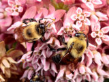 Golden Northern Bumble Bees, Bombus Fervidus, Feeding on Milkweed Photographic Print