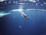 Emperor Penguins Swim Underwater in Search of Squid Lámina fotográfica Emperor Penguins Swim Underwater in Search of Squid Lámina fotográfica