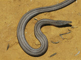 Burtons Legless Lizard on a Patch of Dry Ground Photographic Print by Jason Edwards
