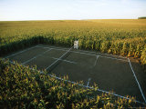A Tennis Court Carved from a Cornfield Impressão fotográfica por Joel Sartore A Tennis Court Carved from a Cornfield Impressão fotográfica por Joel Sartore