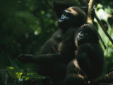 A Pair of Gorillas Sitting in a Woodland Setting Lámina fotográfica