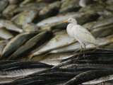 An Egret Stands Atop a Fishermans Fresh Catch Photographic Print