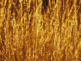 Grasses Catching the Golden Light at Sunset Photographic Print