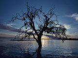 A View at Dawn of a Silhouetted Tree in the Coongie Lakes Wetlands Photographie