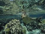 Hawaiian Monk Seal in a Coral Sea Reef, French Frigate Shoals, Hawaiian Islands Photographic Print