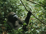 A Gorilla Sitting in a Woodland Setting Lámina fotográfica