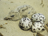 A Black Skimmer Chick and a Trio of Eggs in a Sandy Nest Photographie par Bill Curtsinger