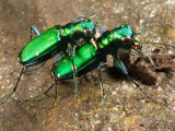 Six-Spotted Green Tiger Beetle, Cincindela Formosa, in Embrace Photographic Print