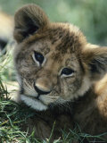 Portrait of an African Lion Cub Photographic Print