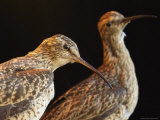 Extinct Eskimo Curlews in an Exhibit Photographic Print