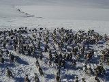 Aerial View of a Large Herd of Running Caribou Photographic Print