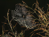 An Orb Weaving Spider Sitting in the Center of Its Web Photographic Print