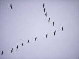 Canada Geese Flying in Formation Photographic Print