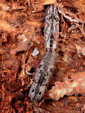 A Pair of Eyed Click Beetles, Alaus Oculatus, Mating Photographic Print