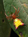 Portrait of a Micrathena Sagittata Spider on a Leaf Lámina fotográfica Portrait of a Micrathena Sagittata Spider on a Leaf Lámina fotográfica