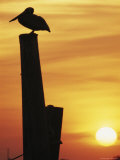 A Silhouetted Brown Pelican Perches on a Post at Sunset Photographie par Bill Curtsinger