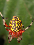 A Marbled Orb Weaver Spider, Araneus Marmoueus, in Its Web Lámina fotográfica A Marbled Orb Weaver Spider, Araneus Marmoueus, in Its Web Lámina fotográfica