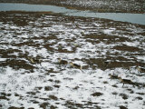 Aerial View of Caribou on the Move Photographic Print