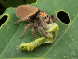 A Jumping Spider, Phidippus Species, Feeding on a Caterpillar Lámina fotográfica A Jumping Spider, Phidippus Species, Feeding on a Caterpillar Lámina fotográfica